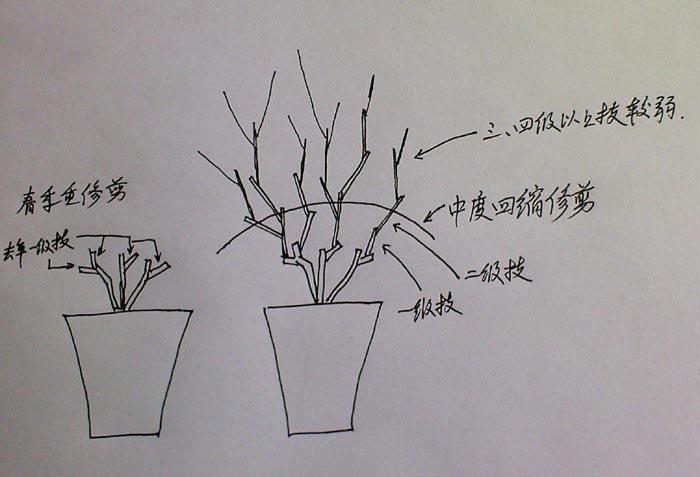 茉莉春天要全部剪枝吗？茉莉花春季需要剪枝吗？-第2张图片-优品飞百科