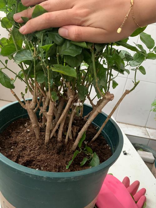 茉莉春天要全部剪枝吗？茉莉花春季需要剪枝吗？-第3张图片-优品飞百科