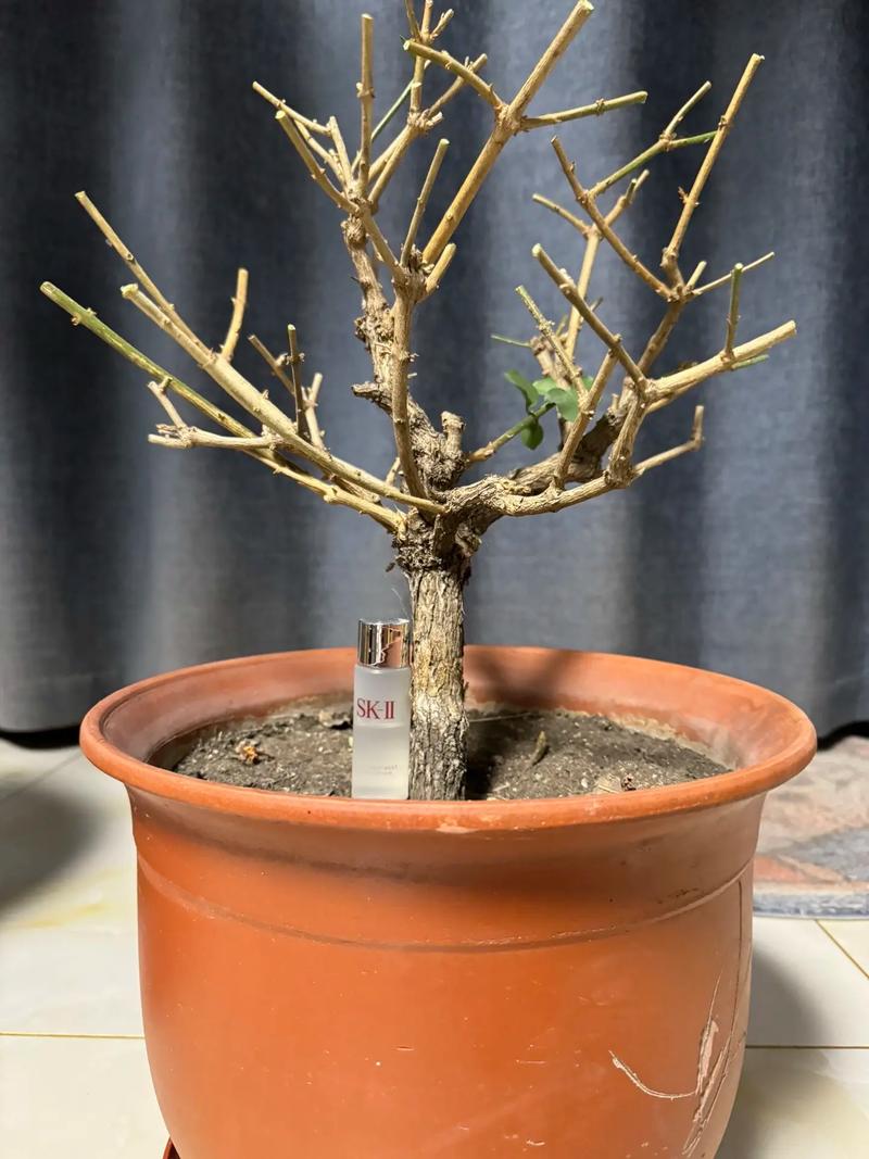 茉莉春天要全部剪枝吗？茉莉花春季需要剪枝吗？-第4张图片-优品飞百科