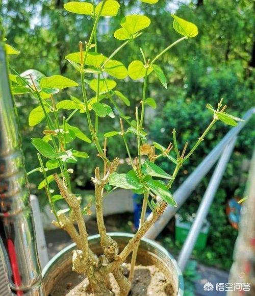 茉莉春天要全部剪枝吗？茉莉花春季需要剪枝吗？-第6张图片-优品飞百科