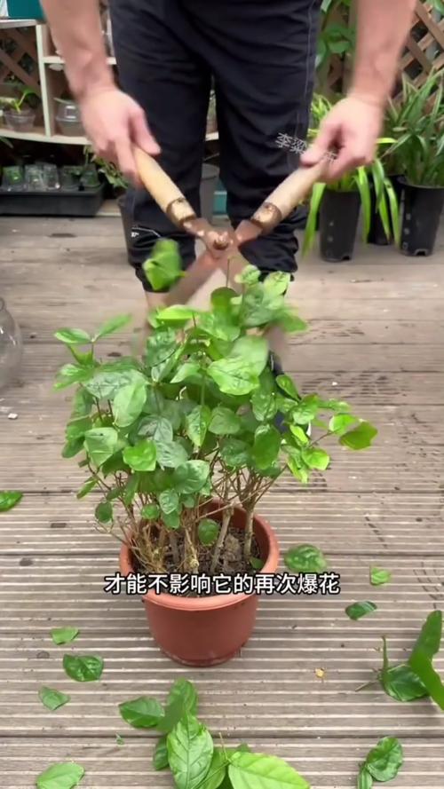 茉莉春天要全部剪枝吗？茉莉花春季需要剪枝吗？-第7张图片-优品飞百科