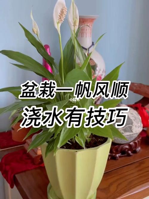 一帆风顺的繁殖方法，一帆风顺的繁殖方法是什么?