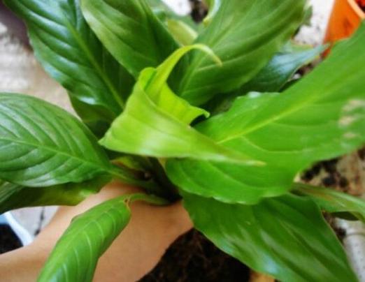 一帆风顺的繁殖方法，一帆风顺的繁殖方法是什么?-第4张图片-优品飞百科