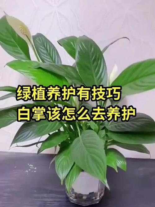 一帆风顺的繁殖方法，一帆风顺的繁殖方法是什么?-第5张图片-优品飞百科
