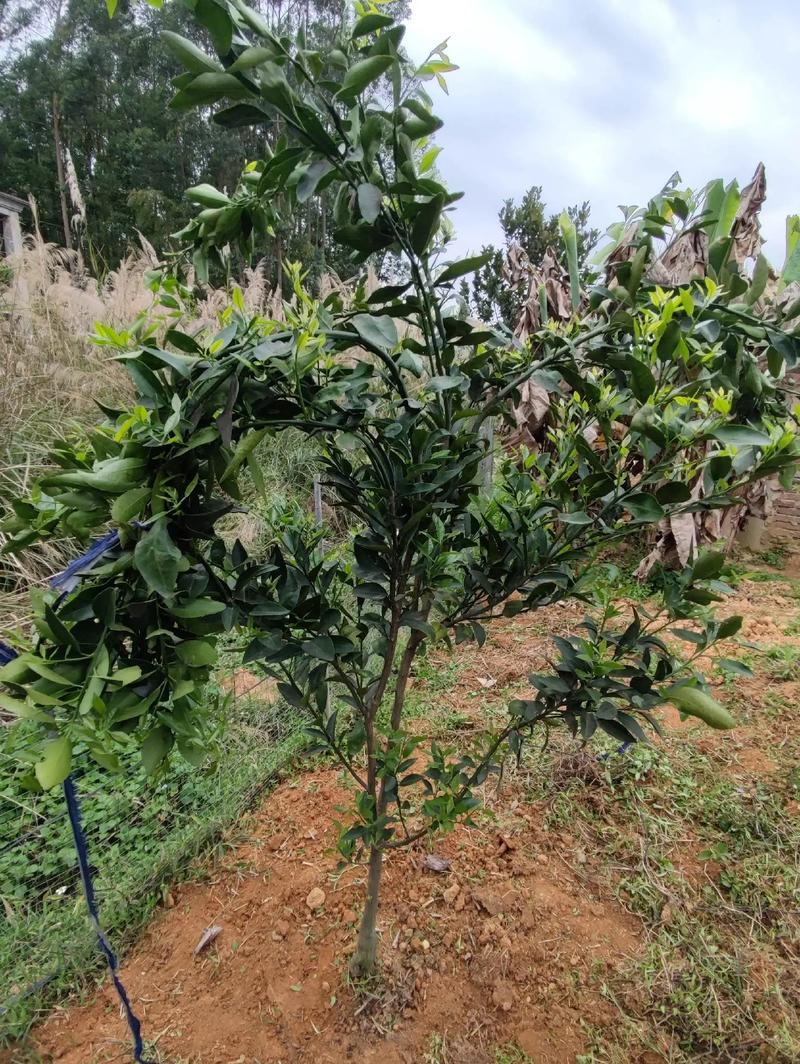 嫁接橘子树的方法？嫁接橘子树的视频教程？-第2张图片-优品飞百科