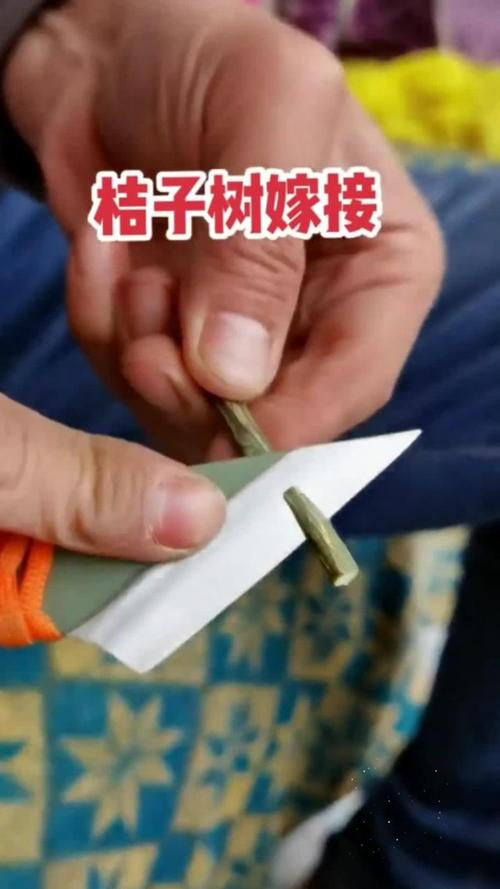 嫁接橘子树的方法？嫁接橘子树的视频教程？