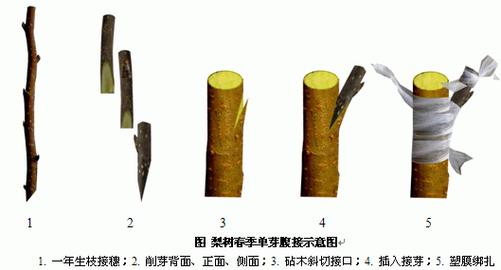 嫁接橘子树的方法？嫁接橘子树的视频教程？-第3张图片-优品飞百科