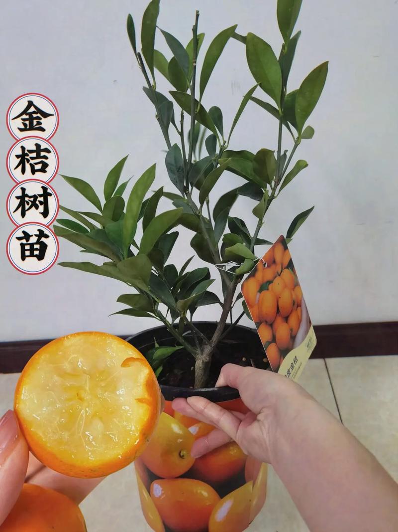 嫁接橘子树的方法？嫁接橘子树的视频教程？-第4张图片-优品飞百科