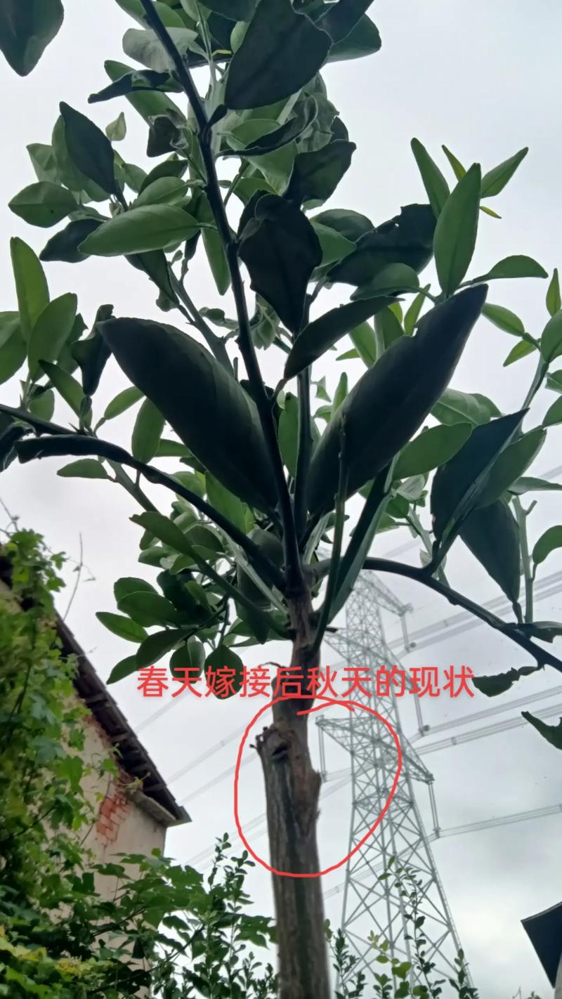 嫁接橘子树的方法？嫁接橘子树的视频教程？-第5张图片-优品飞百科