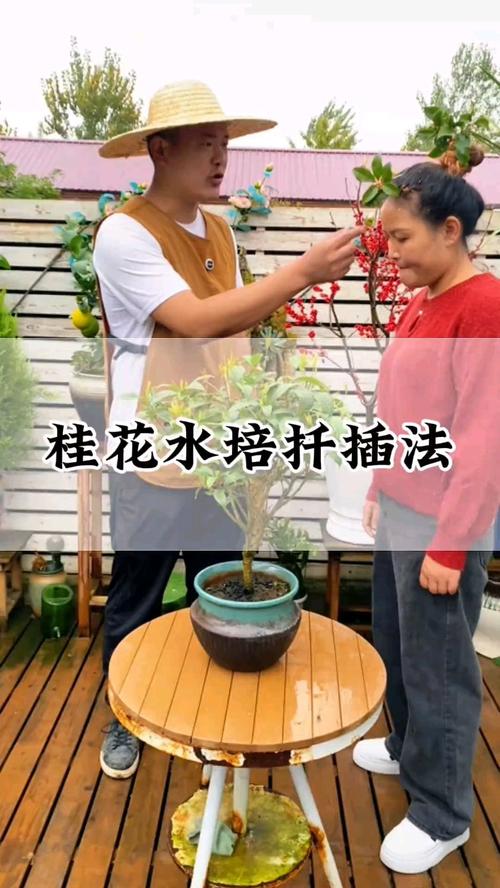 桂花如何扦插，桂花如何扦插能生根成活？