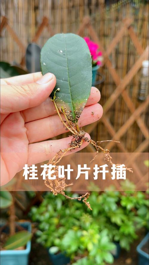 桂花如何扦插，桂花如何扦插能生根成活？-第2张图片-优品飞百科