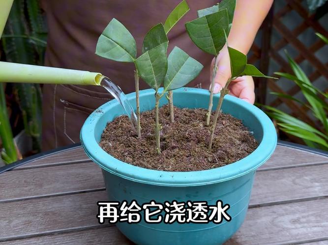 桂花如何扦插，桂花如何扦插能生根成活？-第3张图片-优品飞百科