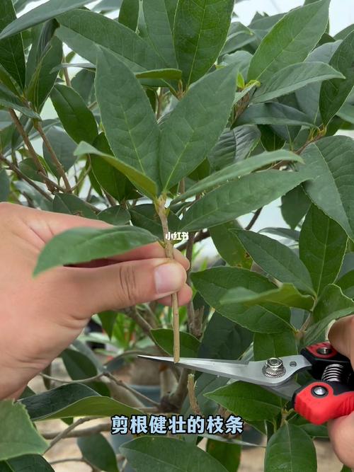桂花如何扦插，桂花如何扦插能生根成活？-第5张图片-优品飞百科