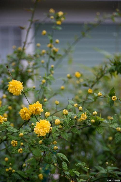 棣棠花怎么养，棣棠花养护