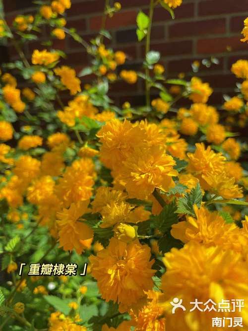 棣棠花怎么养，棣棠花养护-第2张图片-优品飞百科