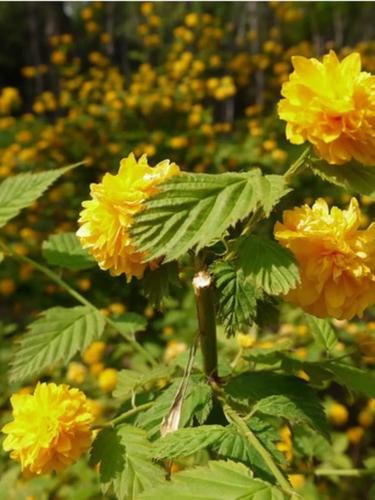 棣棠花怎么养，棣棠花养护-第3张图片-优品飞百科