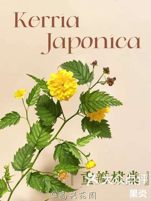 棣棠花怎么养，棣棠花养护-第4张图片-优品飞百科