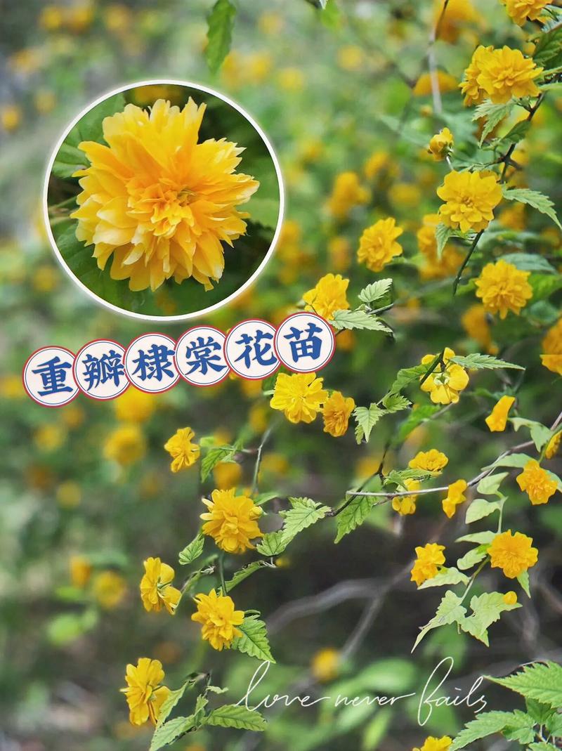 棣棠花怎么养，棣棠花养护-第5张图片-优品飞百科