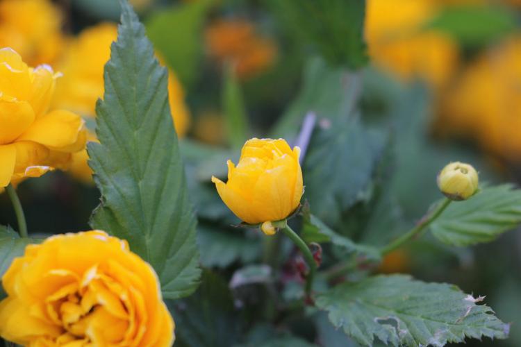 棣棠花怎么养，棣棠花养护-第6张图片-优品飞百科