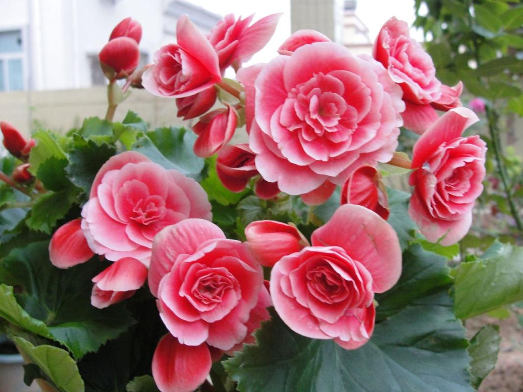 如何使丽格海棠在圣诞开花，怎么让丽格海棠快速开花？