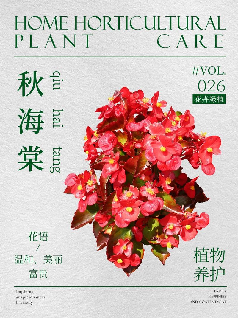 如何使丽格海棠在圣诞开花，怎么让丽格海棠快速开花？-第2张图片-优品飞百科