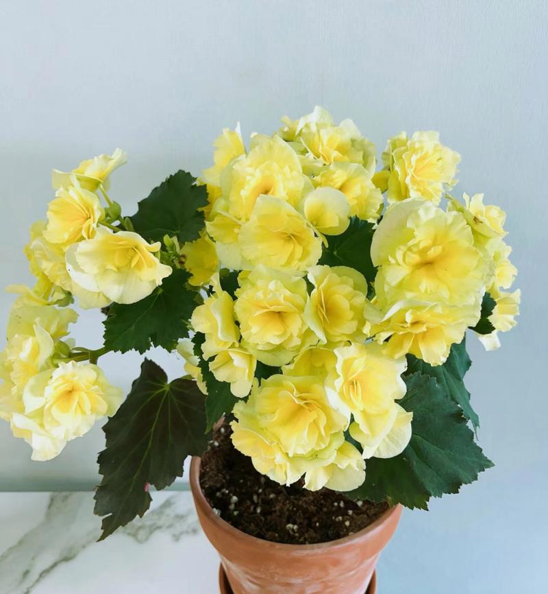 如何使丽格海棠在圣诞开花，怎么让丽格海棠快速开花？-第3张图片-优品飞百科