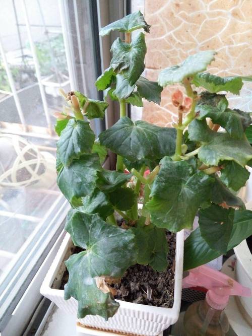 如何使丽格海棠在圣诞开花，怎么让丽格海棠快速开花？-第4张图片-优品飞百科