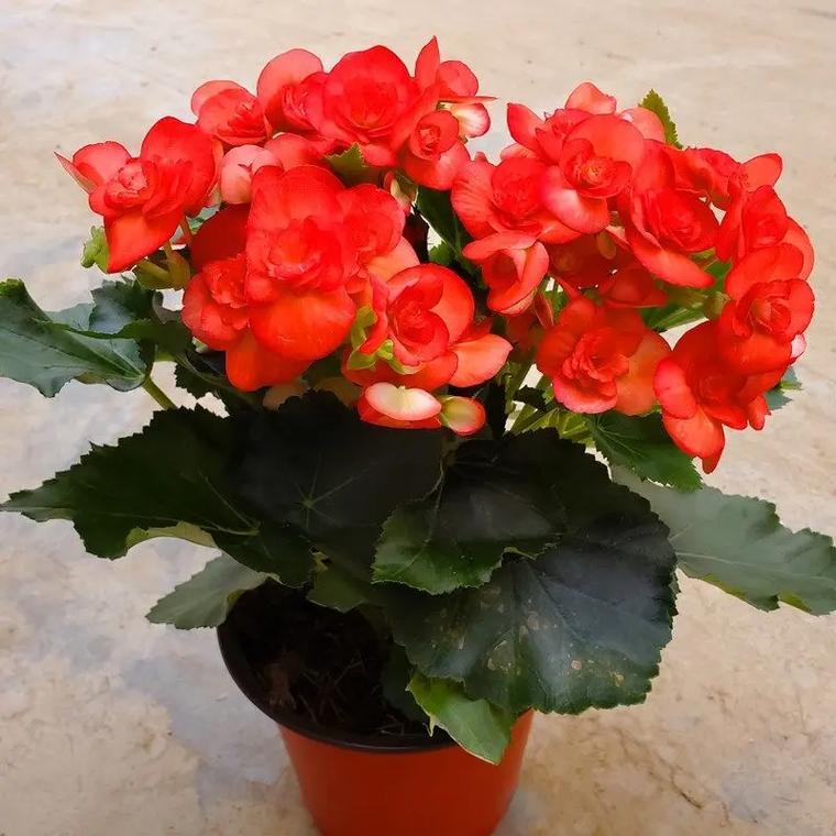 如何使丽格海棠在圣诞开花，怎么让丽格海棠快速开花？-第5张图片-优品飞百科