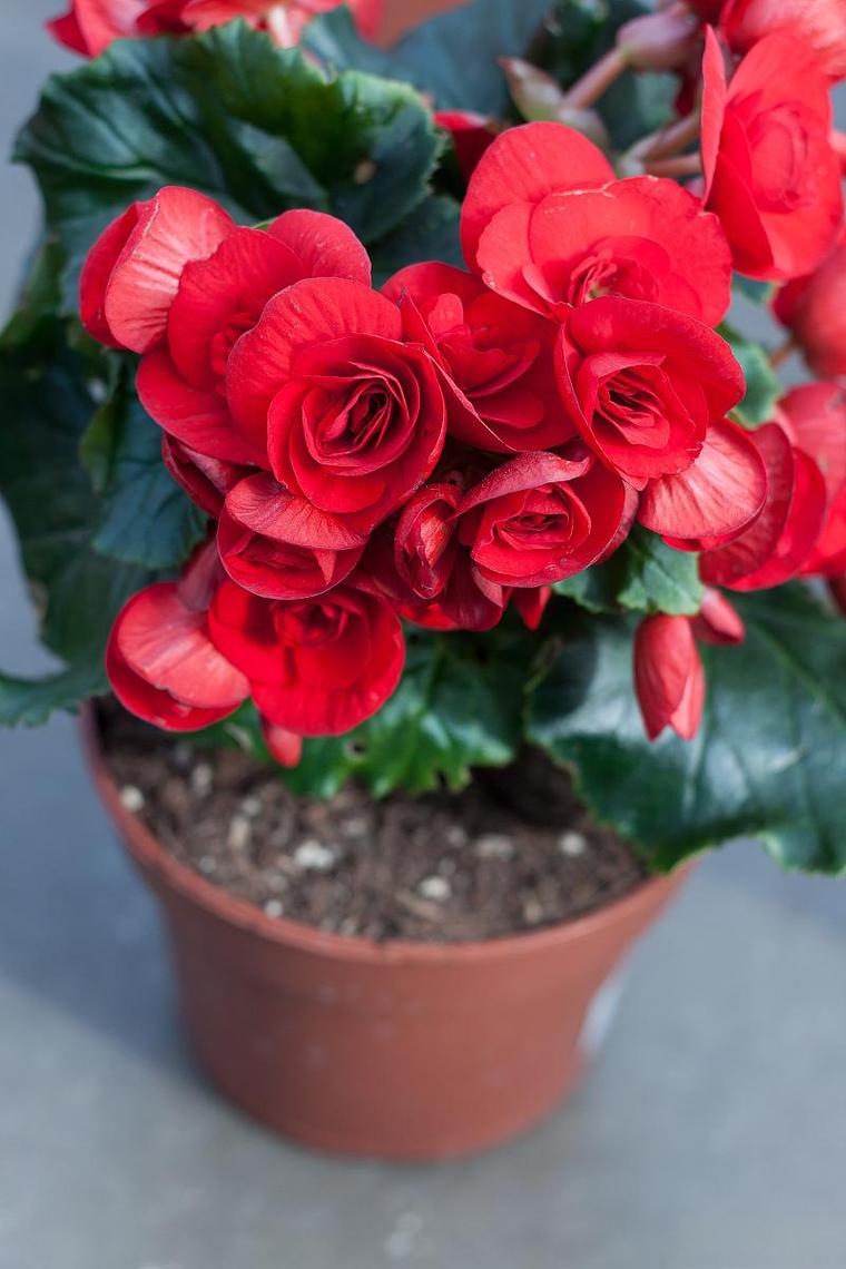 如何使丽格海棠在圣诞开花，怎么让丽格海棠快速开花？-第7张图片-优品飞百科