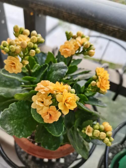 如何使丽格海棠在圣诞开花，怎么让丽格海棠快速开花？-第6张图片-优品飞百科