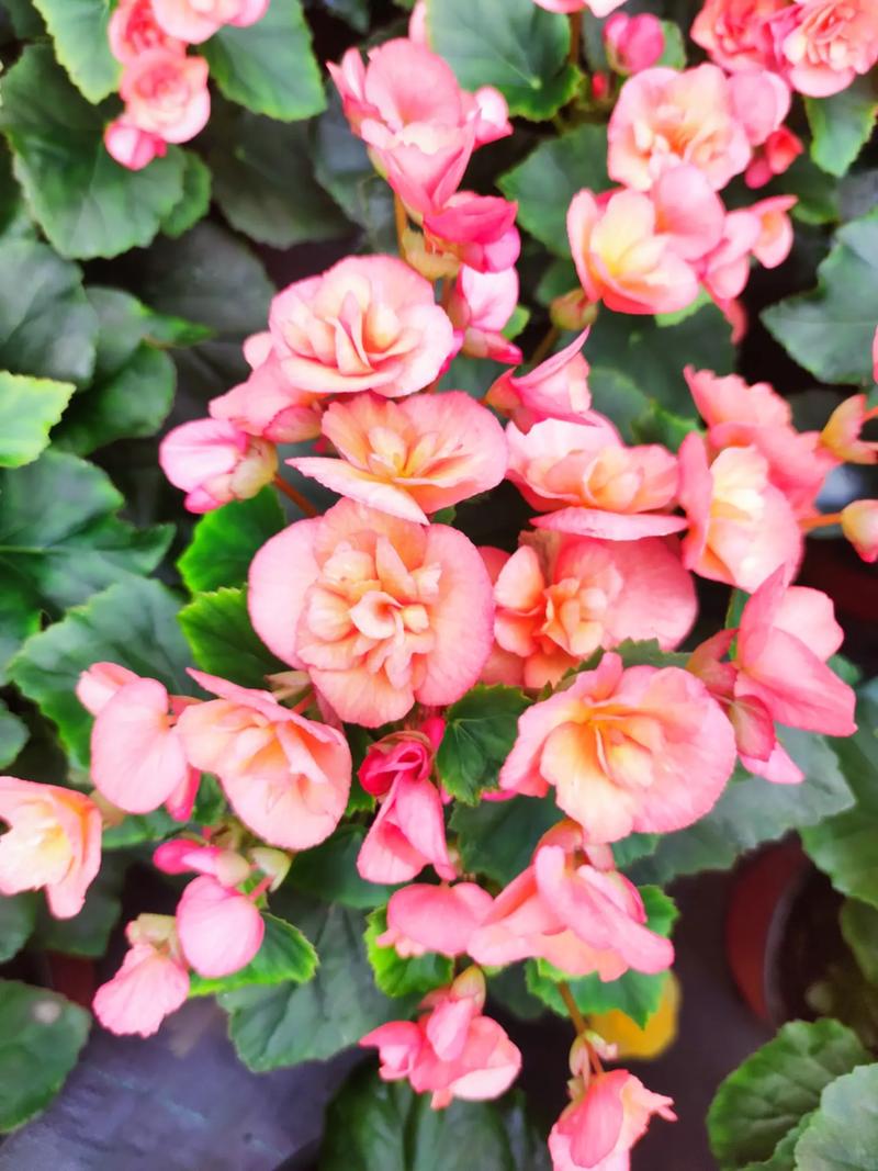 如何使丽格海棠在圣诞开花，怎么让丽格海棠快速开花？-第8张图片-优品飞百科