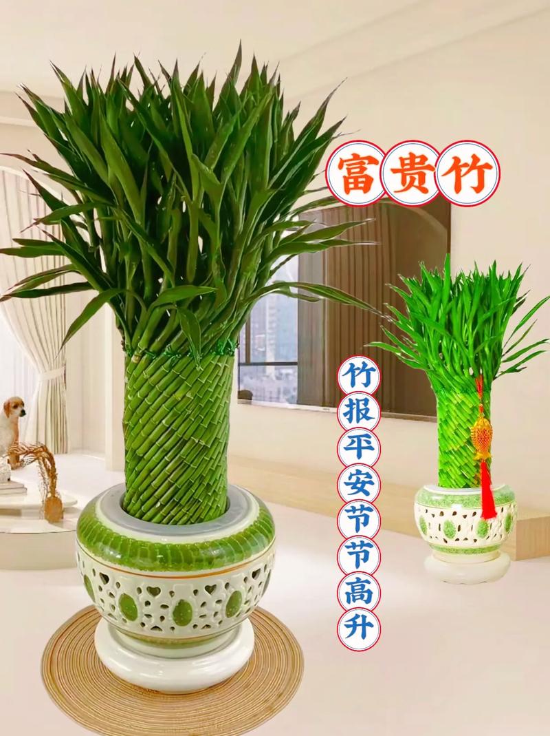 富贵竹的养殖方法？富贵竹的养殖方法和注意事项水养？-第2张图片-优品飞百科