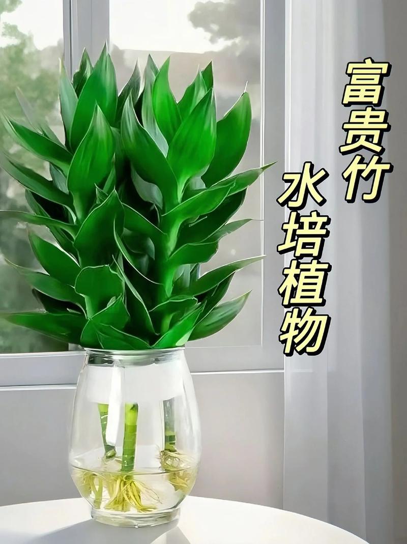 富贵竹的养殖方法？富贵竹的养殖方法和注意事项水养？-第4张图片-优品飞百科