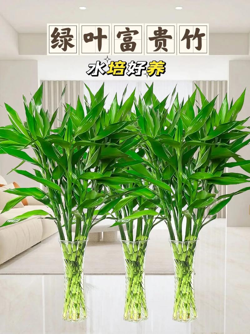 富贵竹的养殖方法？富贵竹的养殖方法和注意事项水养？-第6张图片-优品飞百科