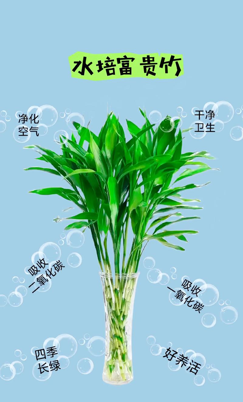 富贵竹的养殖方法？富贵竹的养殖方法和注意事项水养？-第7张图片-优品飞百科