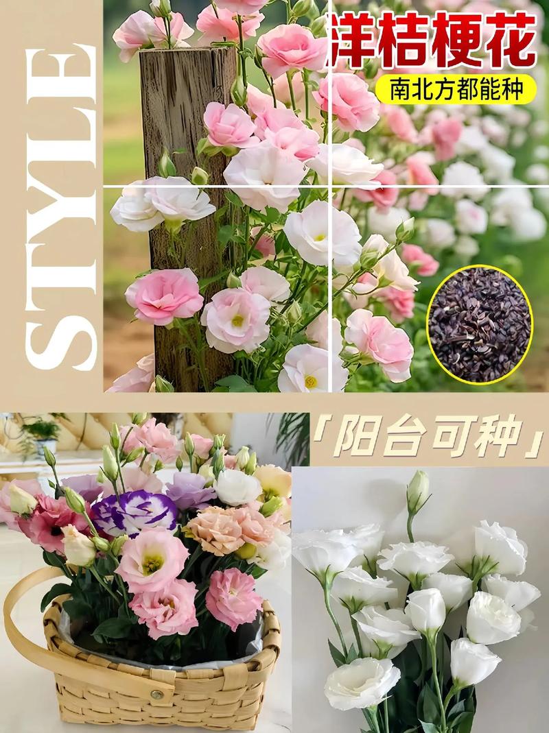 洋桔梗鲜花怎么养？洋桔梗鲜花怎么养殖？