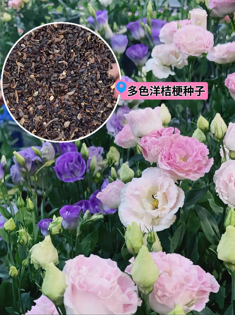 洋桔梗鲜花怎么养?洋桔梗鲜花怎么养殖?-第2张图片-优品飞百科 洋桔梗鲜花怎么养?洋桔梗鲜花怎么养殖?-第2张图片-优品飞百科