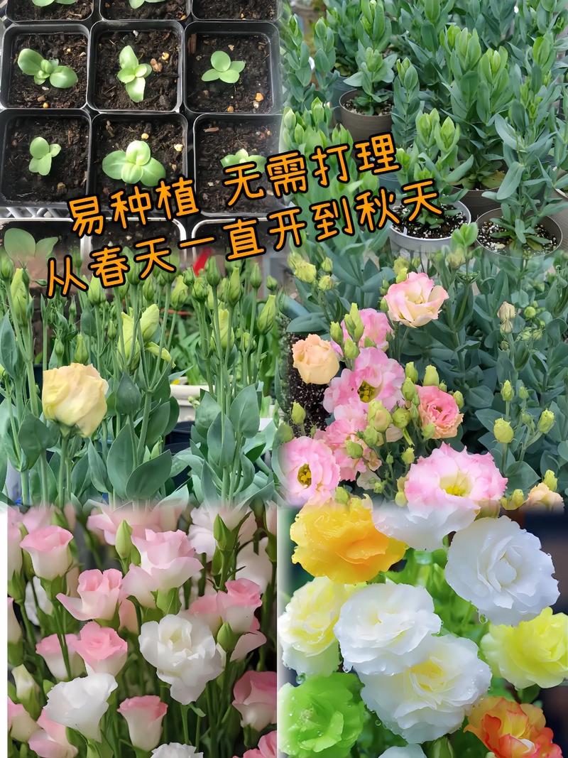 洋桔梗鲜花怎么养?洋桔梗鲜花怎么养殖?-第3张图片-优品飞百科 洋桔梗鲜花怎么养?洋桔梗鲜花怎么养殖?-第3张图片-优品飞百科
