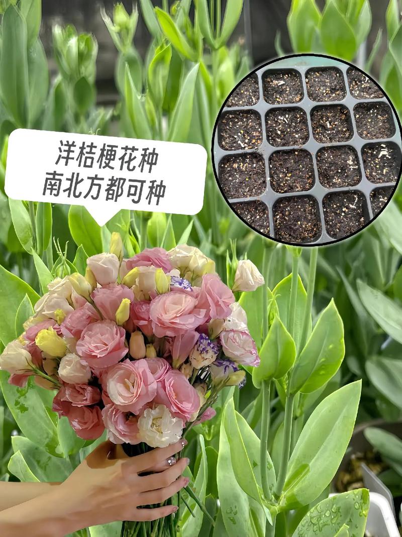洋桔梗鲜花怎么养?洋桔梗鲜花怎么养殖?-第4张图片-优品飞百科 洋桔梗鲜花怎么养?洋桔梗鲜花怎么养殖?-第4张图片-优品飞百科