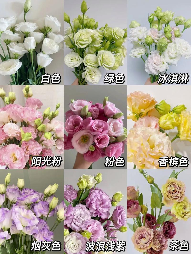 洋桔梗鲜花怎么养?洋桔梗鲜花怎么养殖?-第5张图片-优品飞百科 洋桔梗鲜花怎么养?洋桔梗鲜花怎么养殖?-第5张图片-优品飞百科