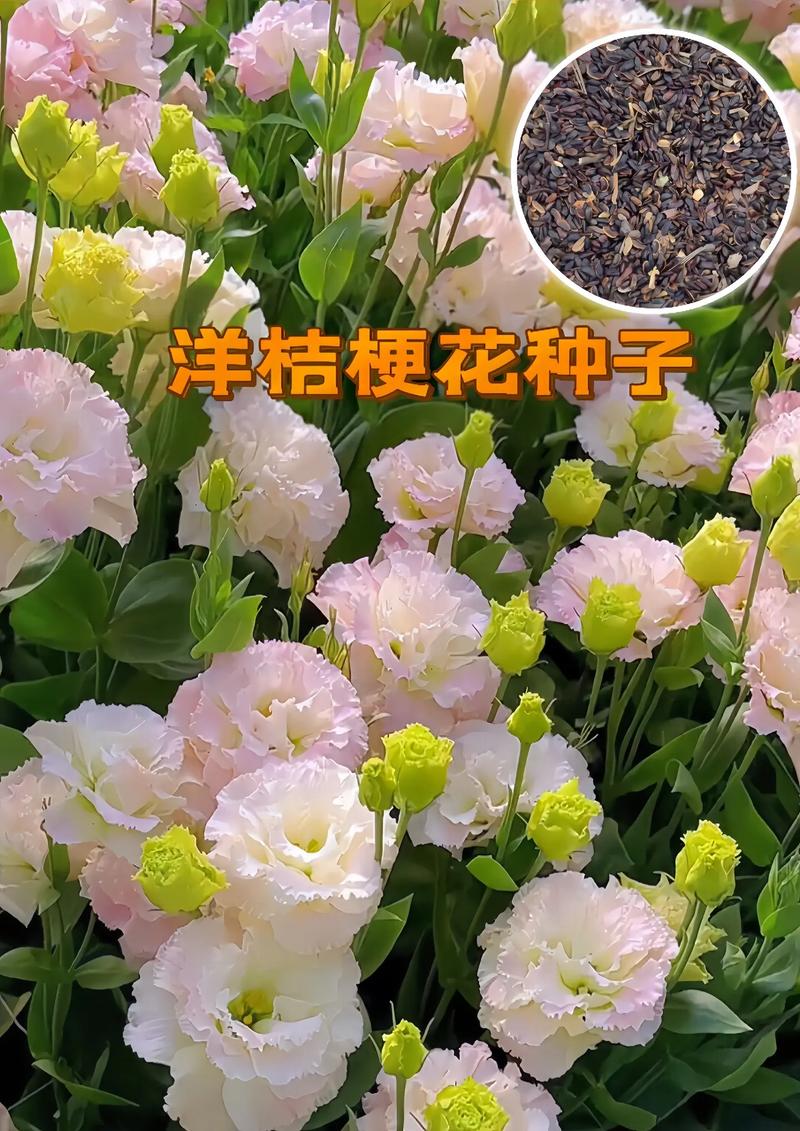 洋桔梗鲜花怎么养?洋桔梗鲜花怎么养殖?-第6张图片-优品飞百科 洋桔梗鲜花怎么养?洋桔梗鲜花怎么养殖?-第6张图片-优品飞百科