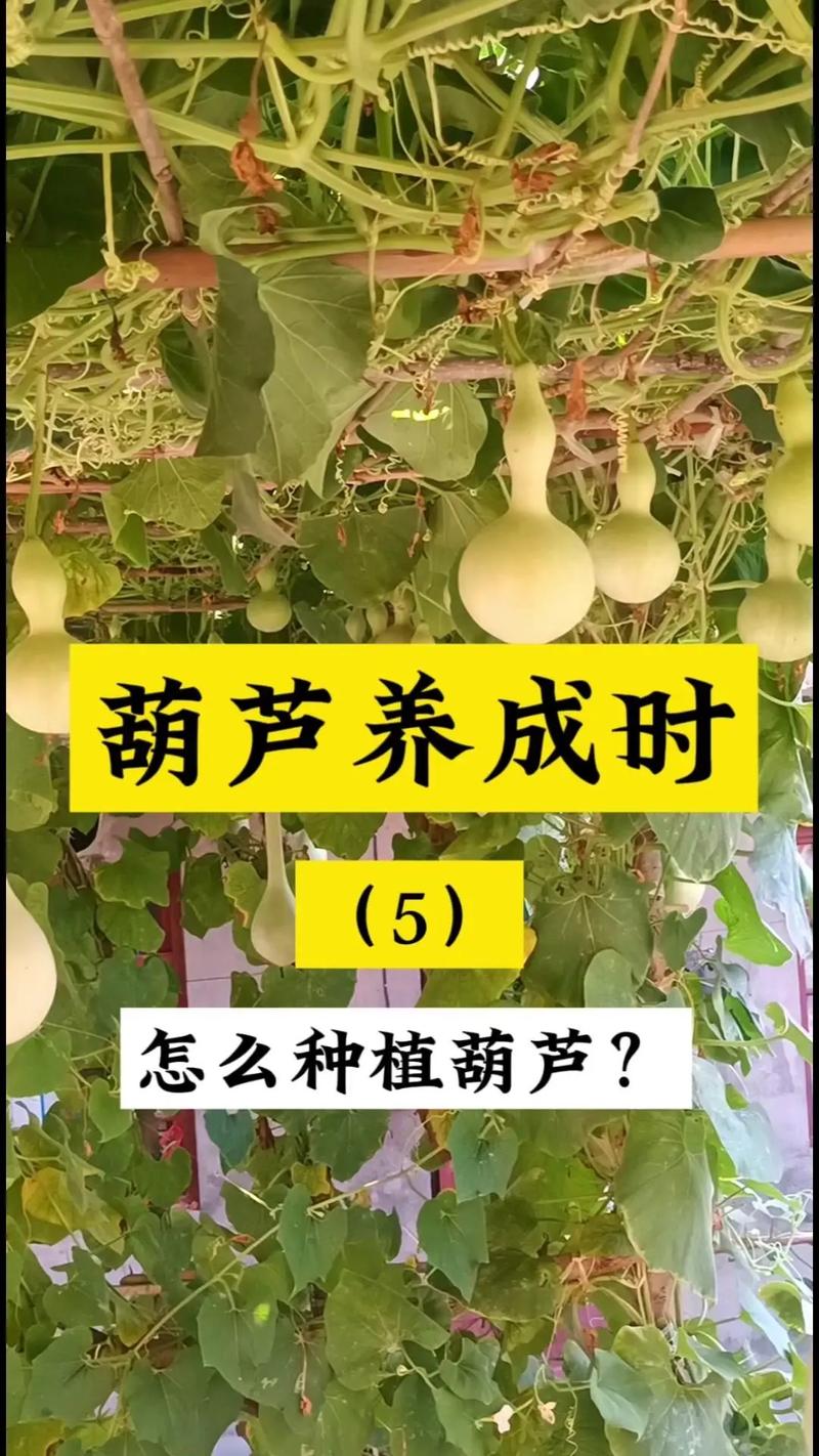 葫芦怎么才能结果多，葫芦怎样才能结的多-第2张图片-优品飞百科