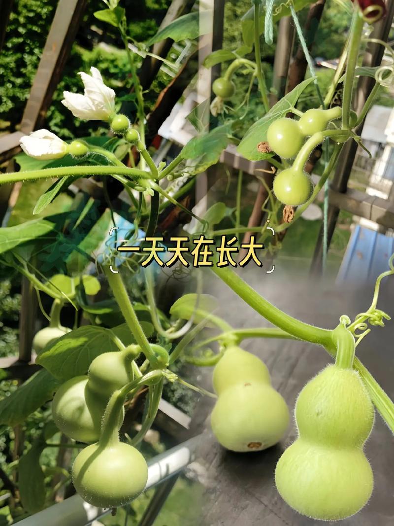 葫芦怎么才能结果多，葫芦怎样才能结的多-第3张图片-优品飞百科