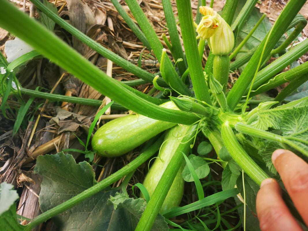葫芦怎么才能结果多，葫芦怎样才能结的多-第5张图片-优品飞百科