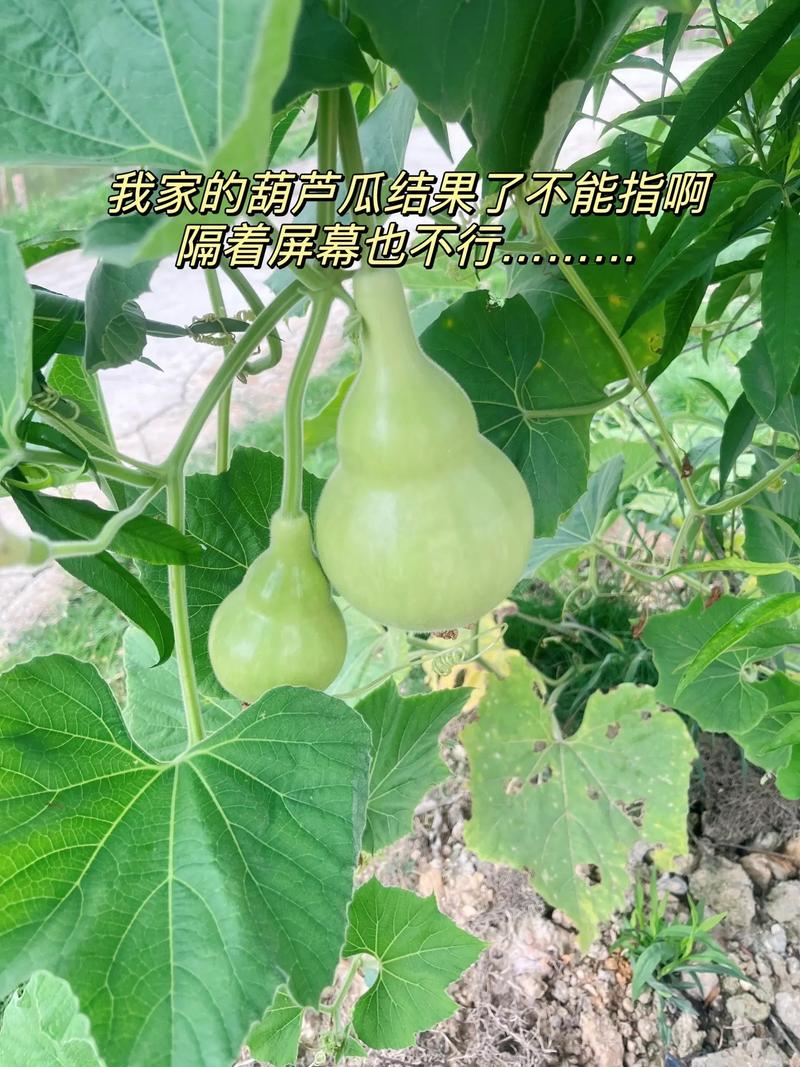 葫芦怎么才能结果多，葫芦怎样才能结的多-第6张图片-优品飞百科