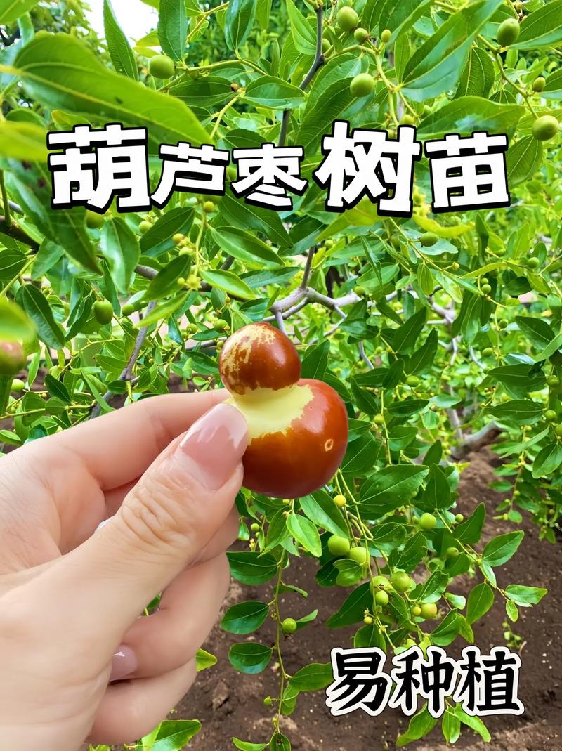 葫芦怎么才能结果多，葫芦怎样才能结的多-第7张图片-优品飞百科