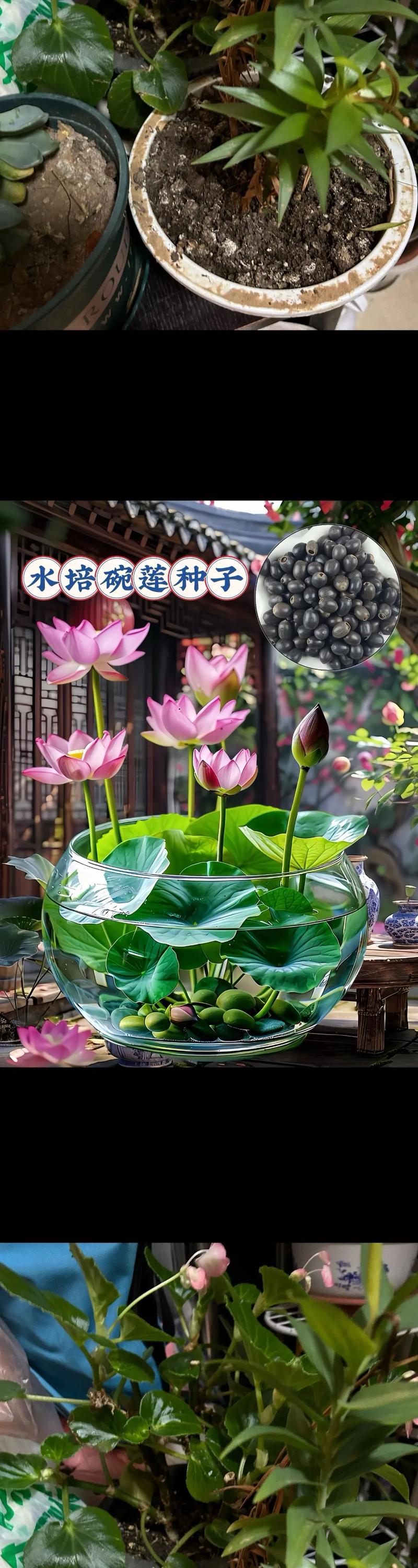 荷花夏天怎么养？荷花夏天怎么养护？