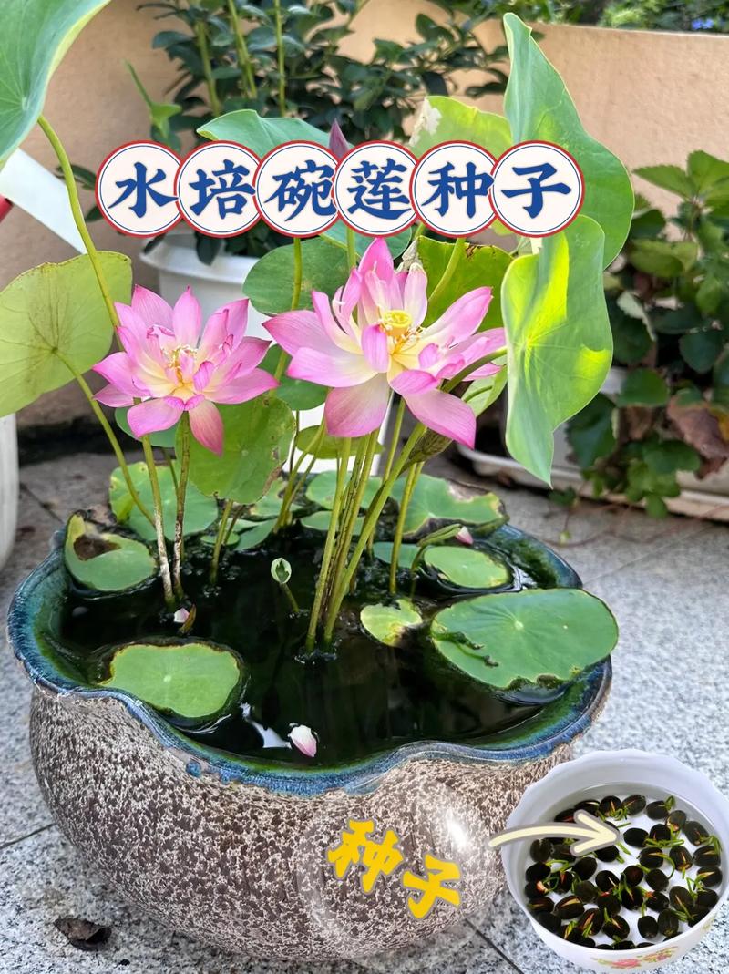 荷花夏天怎么养？荷花夏天怎么养护？-第2张图片-优品飞百科
