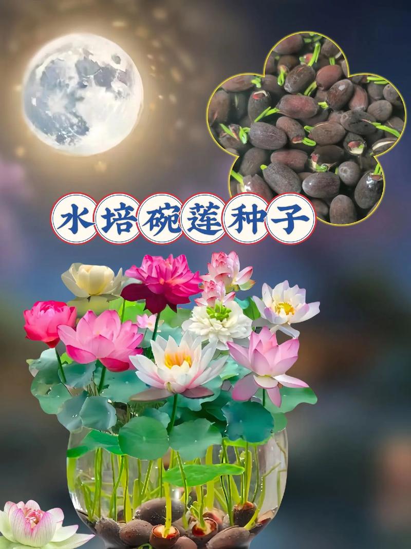 荷花夏天怎么养？荷花夏天怎么养护？-第3张图片-优品飞百科