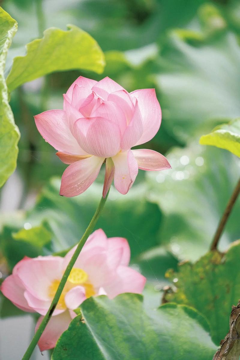 荷花夏天怎么养？荷花夏天怎么养护？-第4张图片-优品飞百科